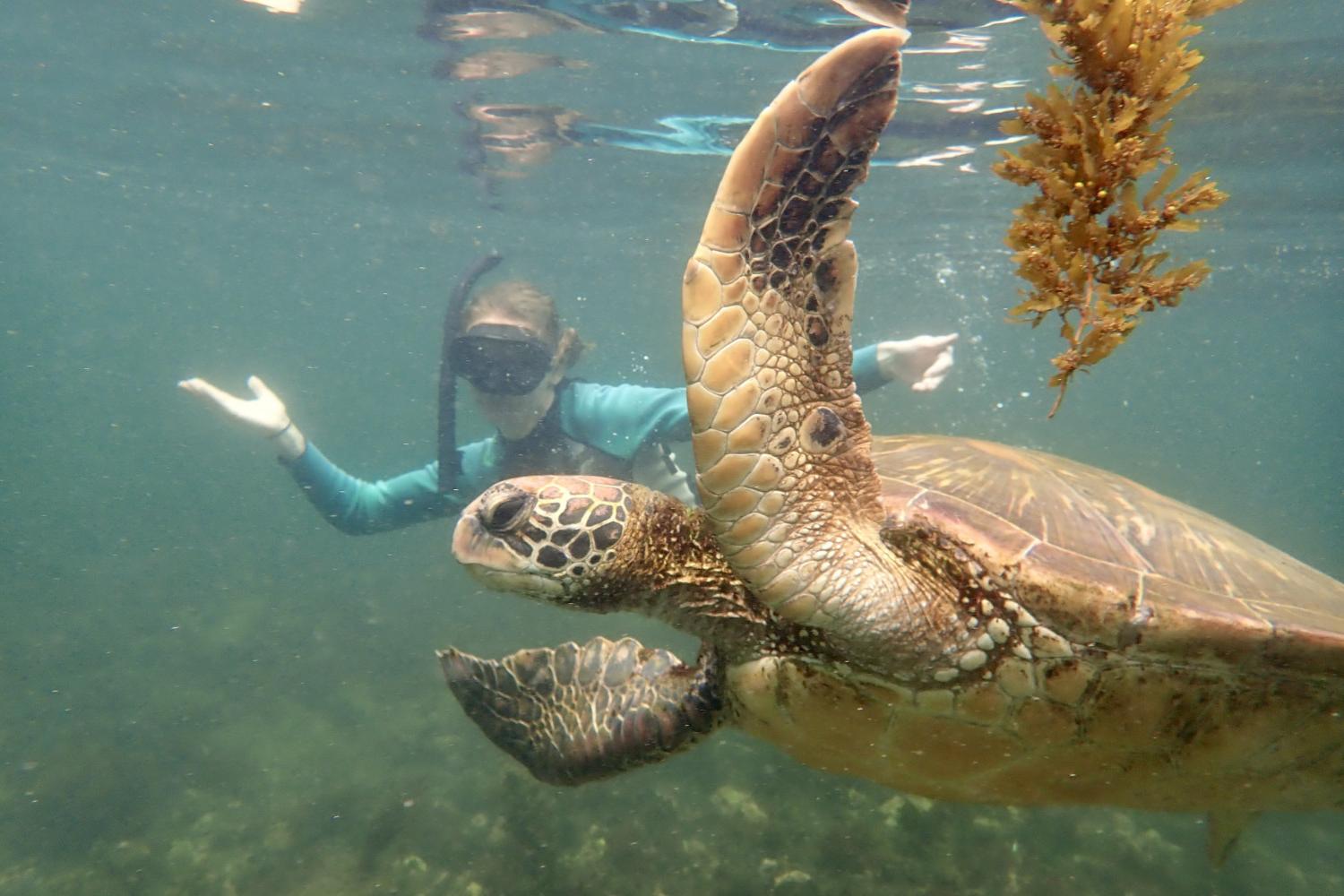 一名<a href='http://oz.veosonica.com'>bv伟德ios下载</a>学生在Galápagos群岛游学途中与一只巨龟游泳.